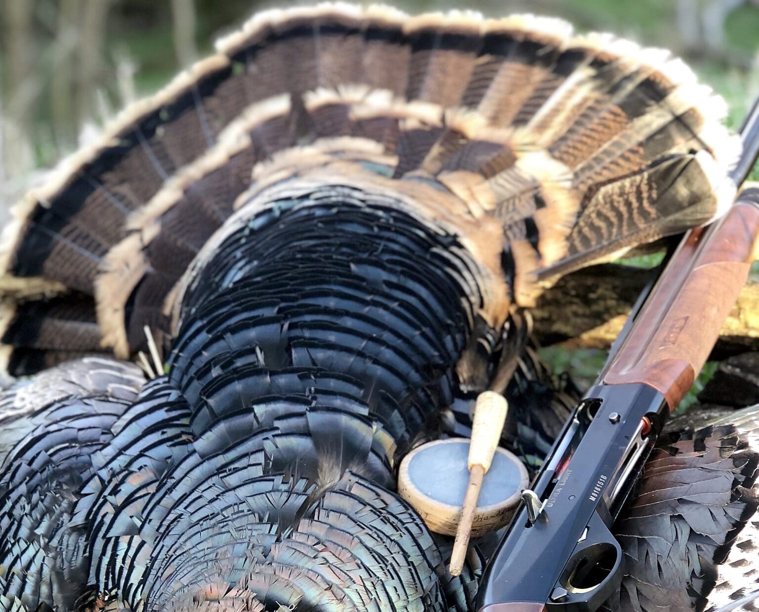 How To Hunt Merriam S Wild Turkeys Project Upland