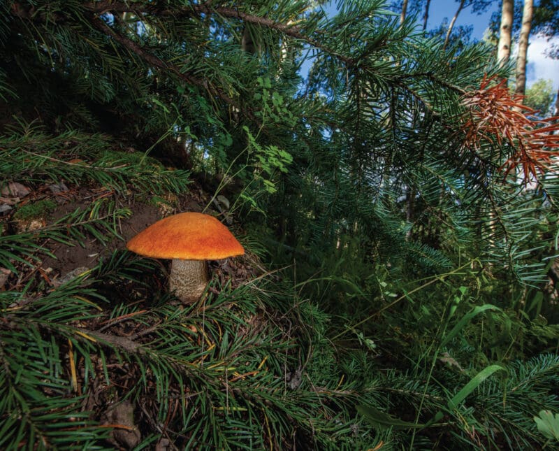 Ultimate Guide To Picking Aspen Bolete Mushrooms Safely