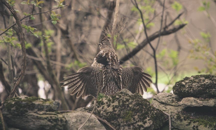 Ruffed Grouse Conservation