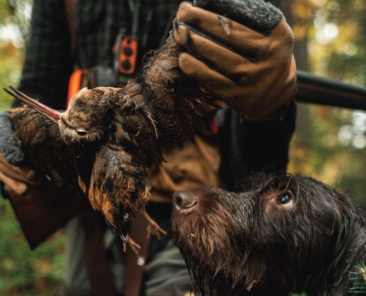 A hunter holds up a woodcock with his bird dog sniffing it.