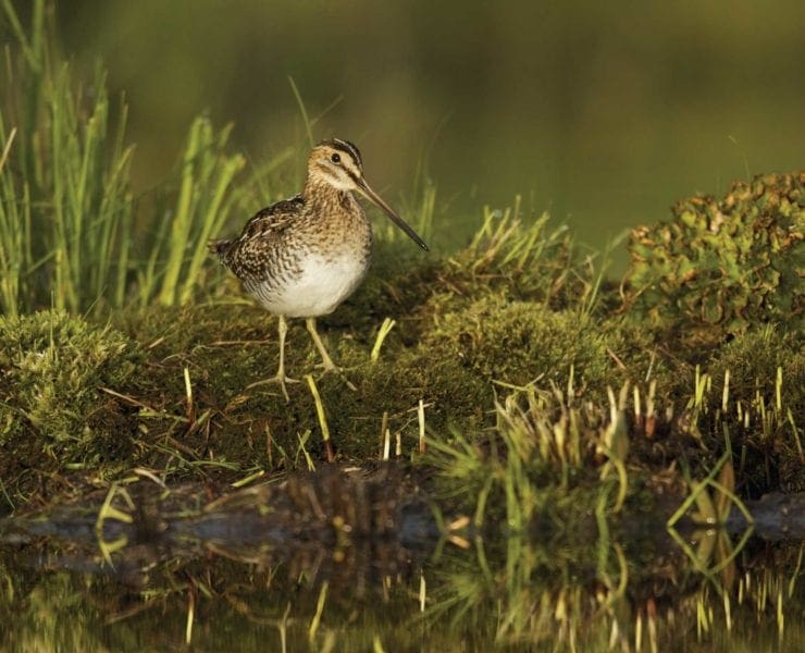A snipe walks the waters edge.
