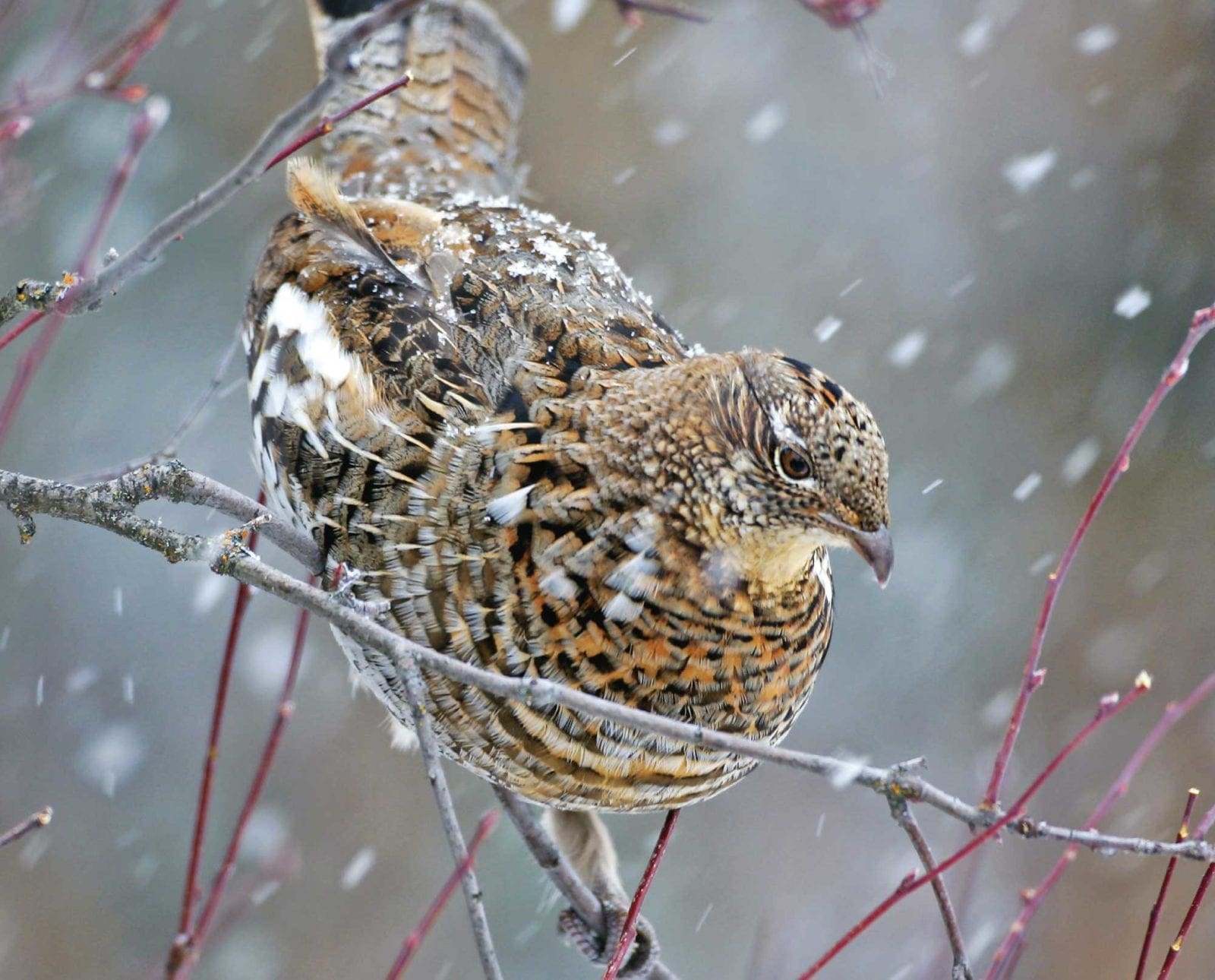 A ruffed grouse sits on a tree limb in a snow storm
