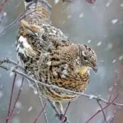 A ruffed grouse sits on a tree limb in a snow storm