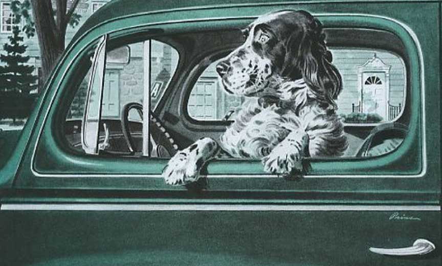 An English Setter in an Advertisement.