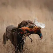 A dog retrieves a pheasant on public lands