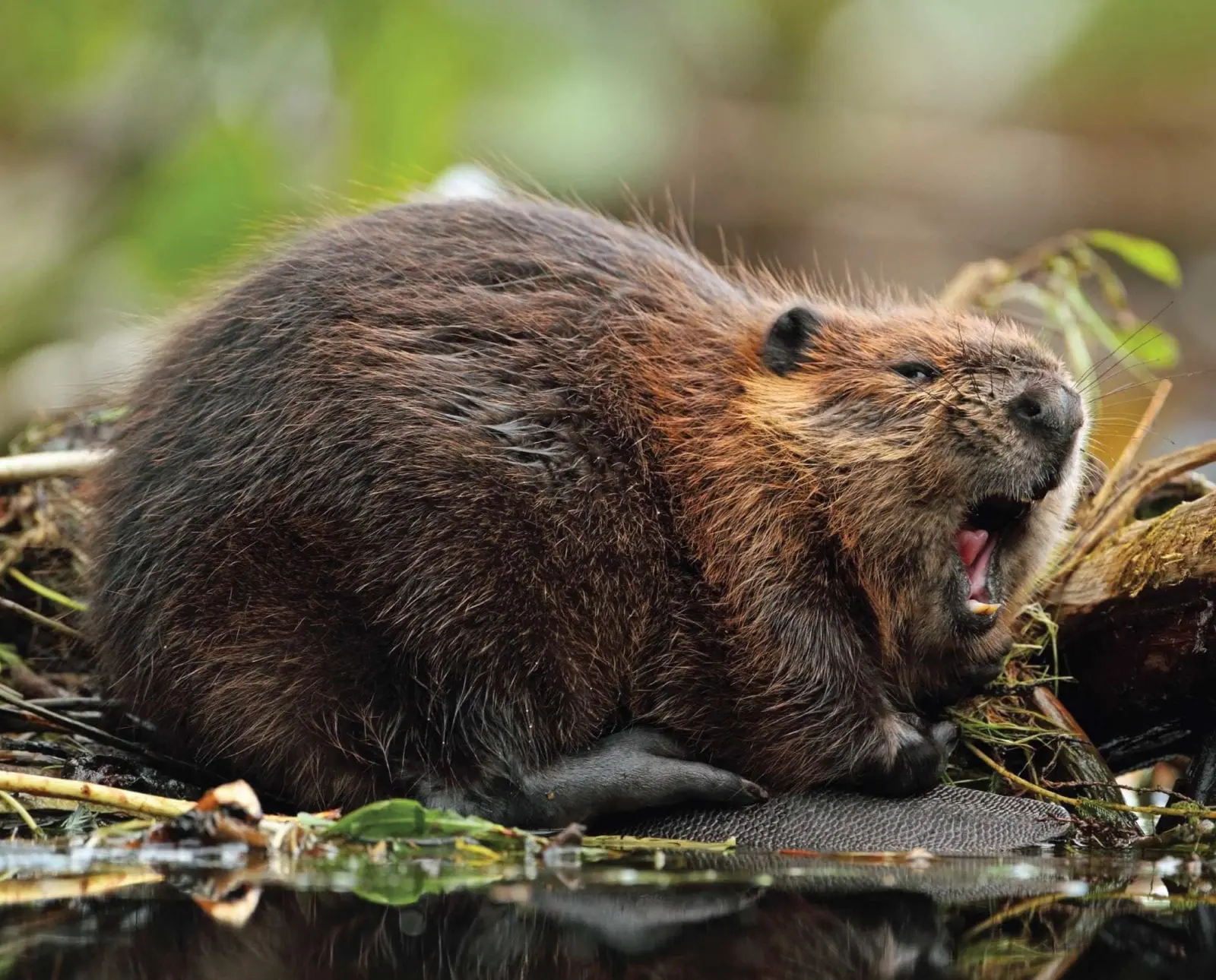 A beaver shows his teeth in defense