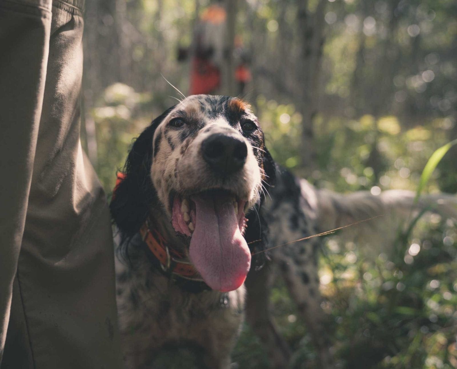 An English Setter rests on a hunt to cool down.