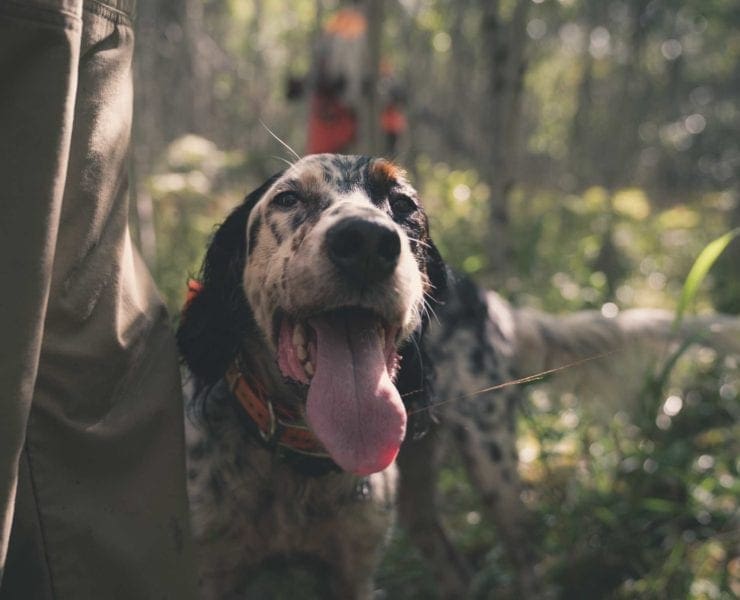 An English Setter rests on a hunt to cool down.