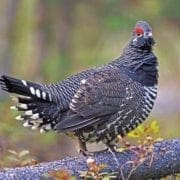 A Spruce grouse in a forest.