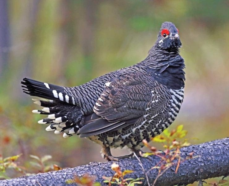 A Spruce grouse in a forest.
