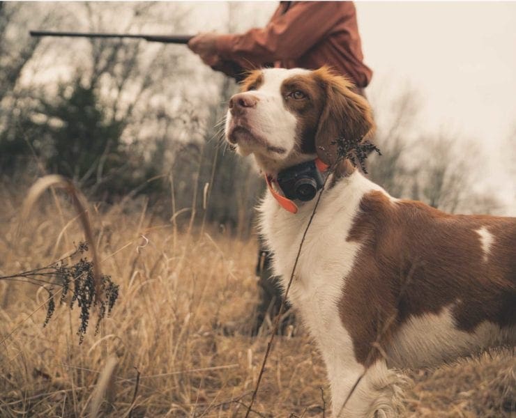 image of an American Brittany hunting for Pheasant.