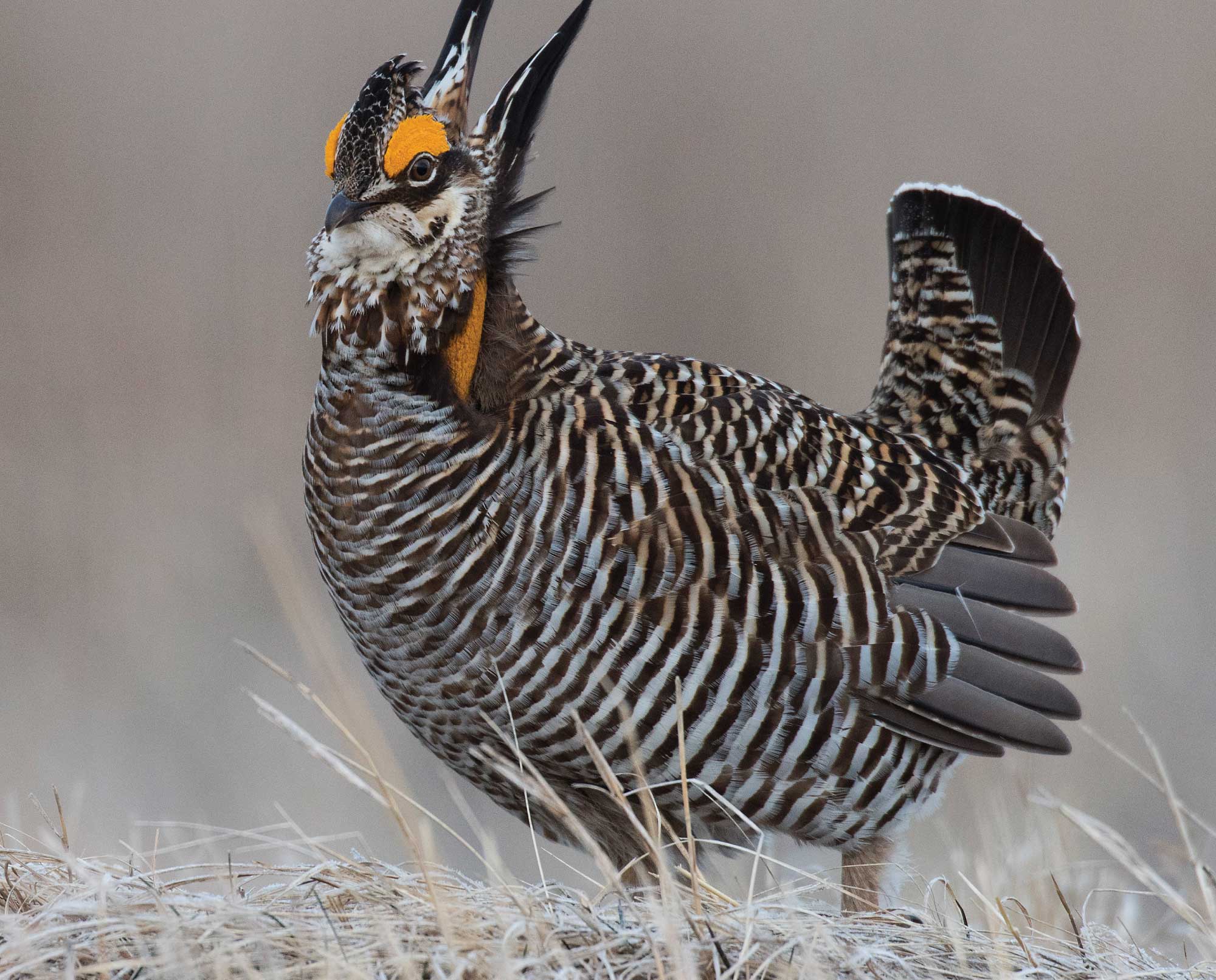 greater-prairie-chicken-tympanuchus-cupido-game-bird-profile