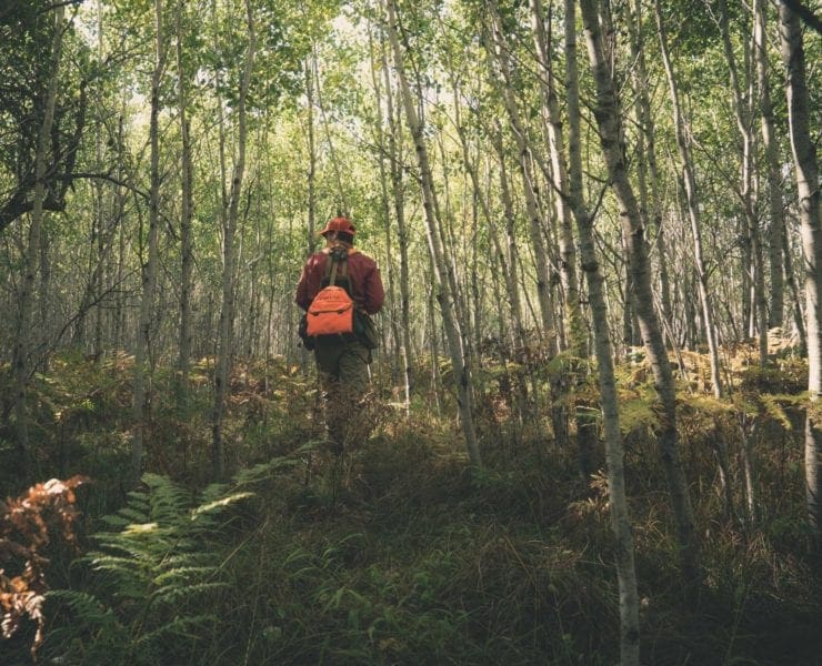 An upland hunter walks through a young Aspen forest