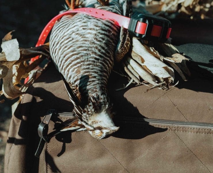 A Prairie Chicken in a bird hunters pack.