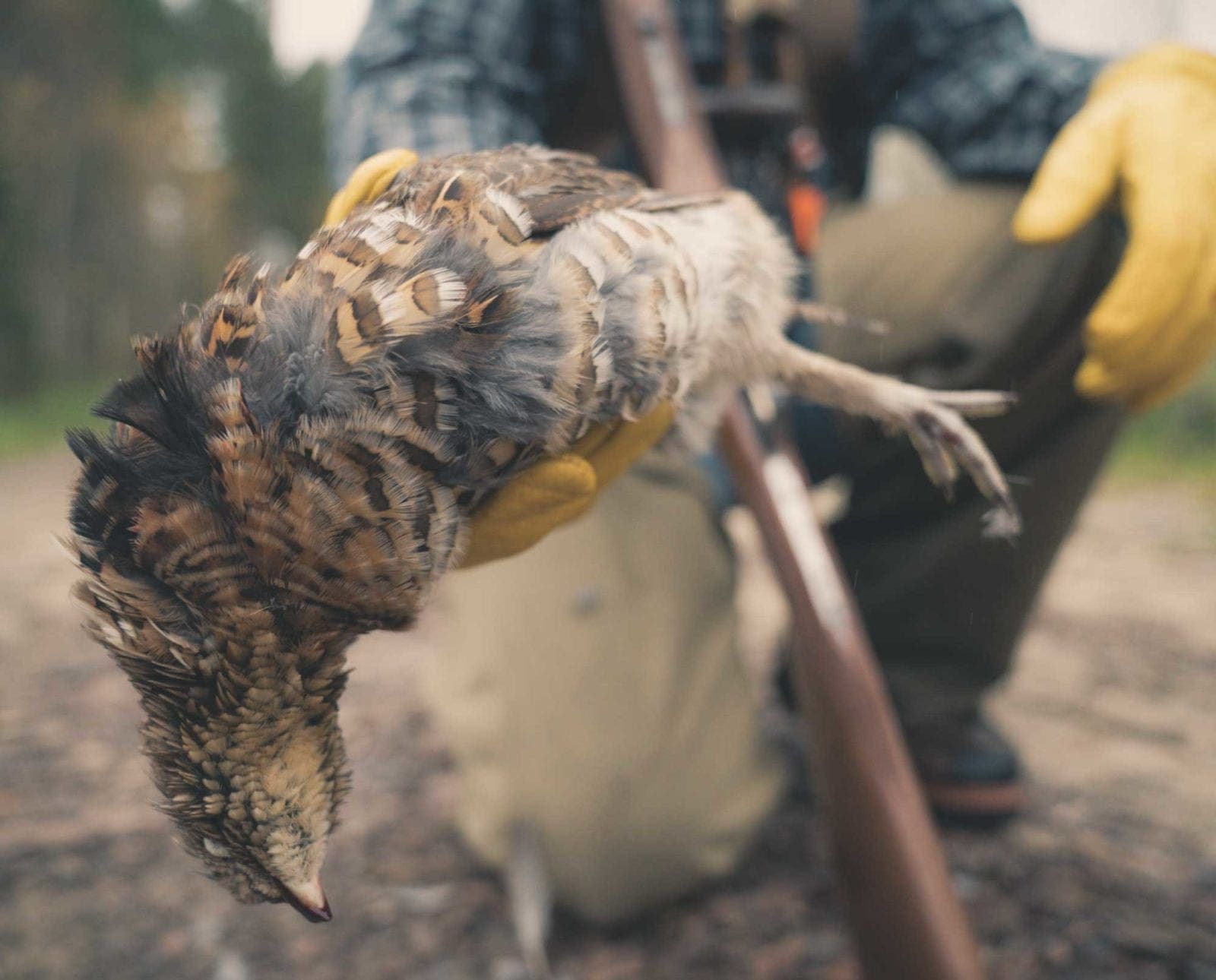 A ruffed grouse hunter holds a bird.
