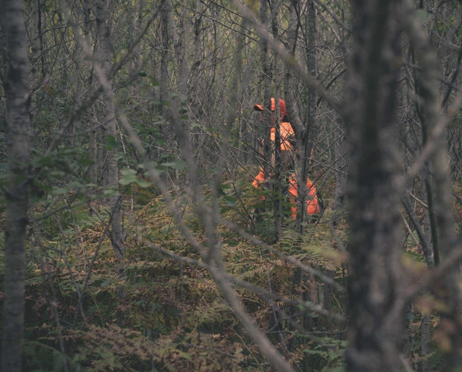 A ruffed grouse hunter walks through thick ruffed grouse habitat