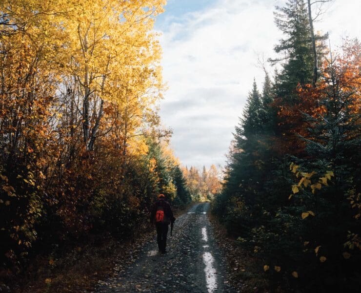 A bird hunter walks a logging road in Maine looking for Ruffed Grouse and Woodcock.