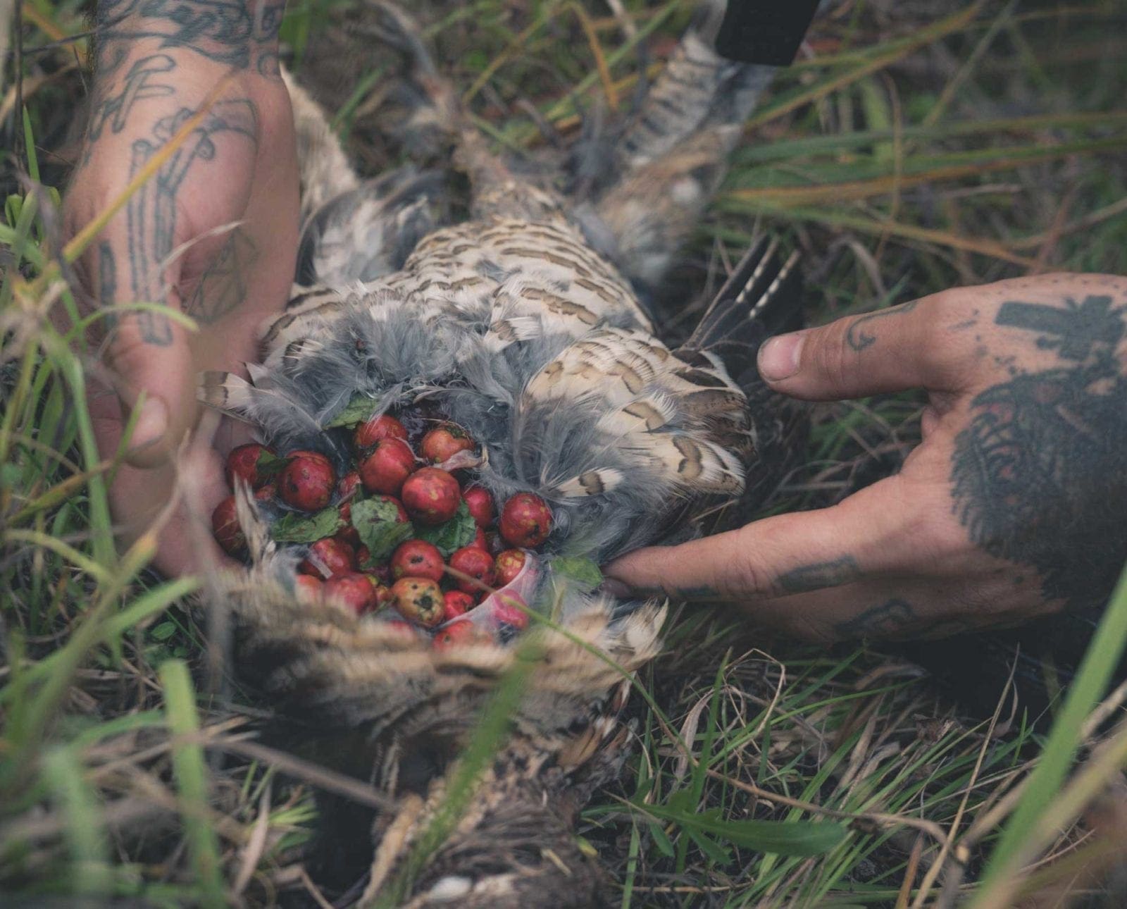 A hunter exposes the crop of a ruffed grouse to see what it was eating