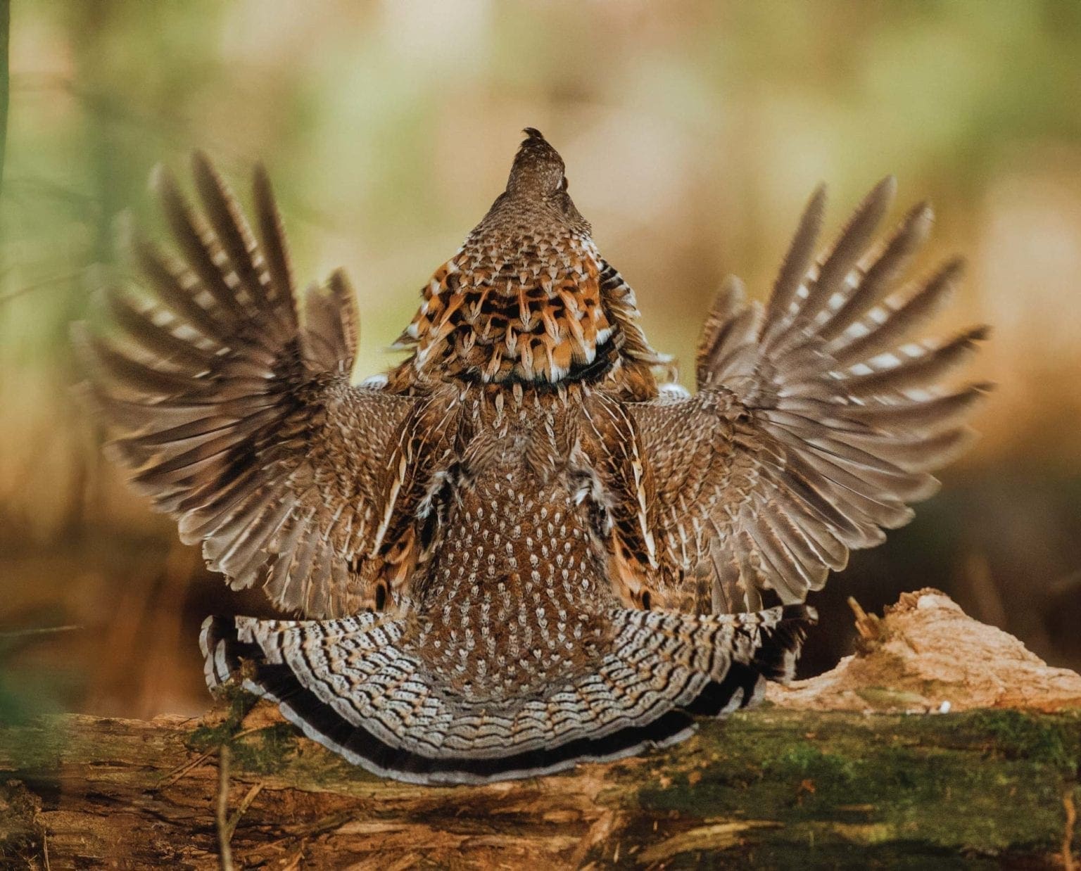 Ruffed Grouse (Bonasa umbellus) - Bellwether of the Forest