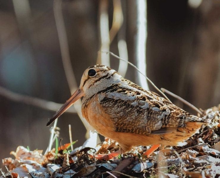An American Woodcock looks for worms on a young forest floor.