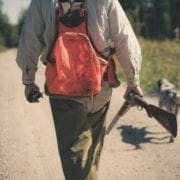 A grouse hunter walks into a cover wit his English Setter