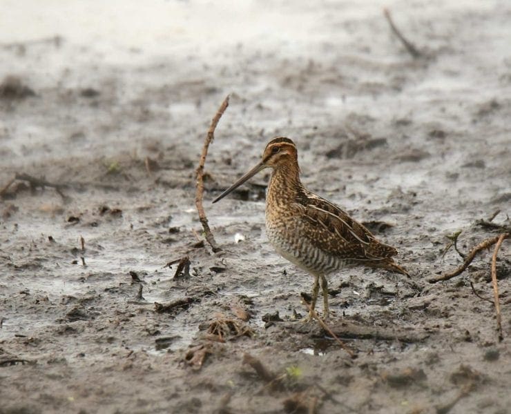 A wilson's Snipe looking for food in a marsh.