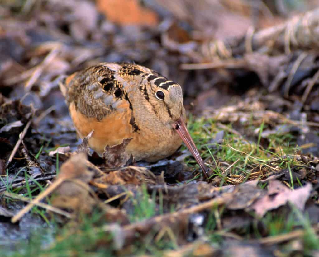 A woodcock eating in woodcock habitat.