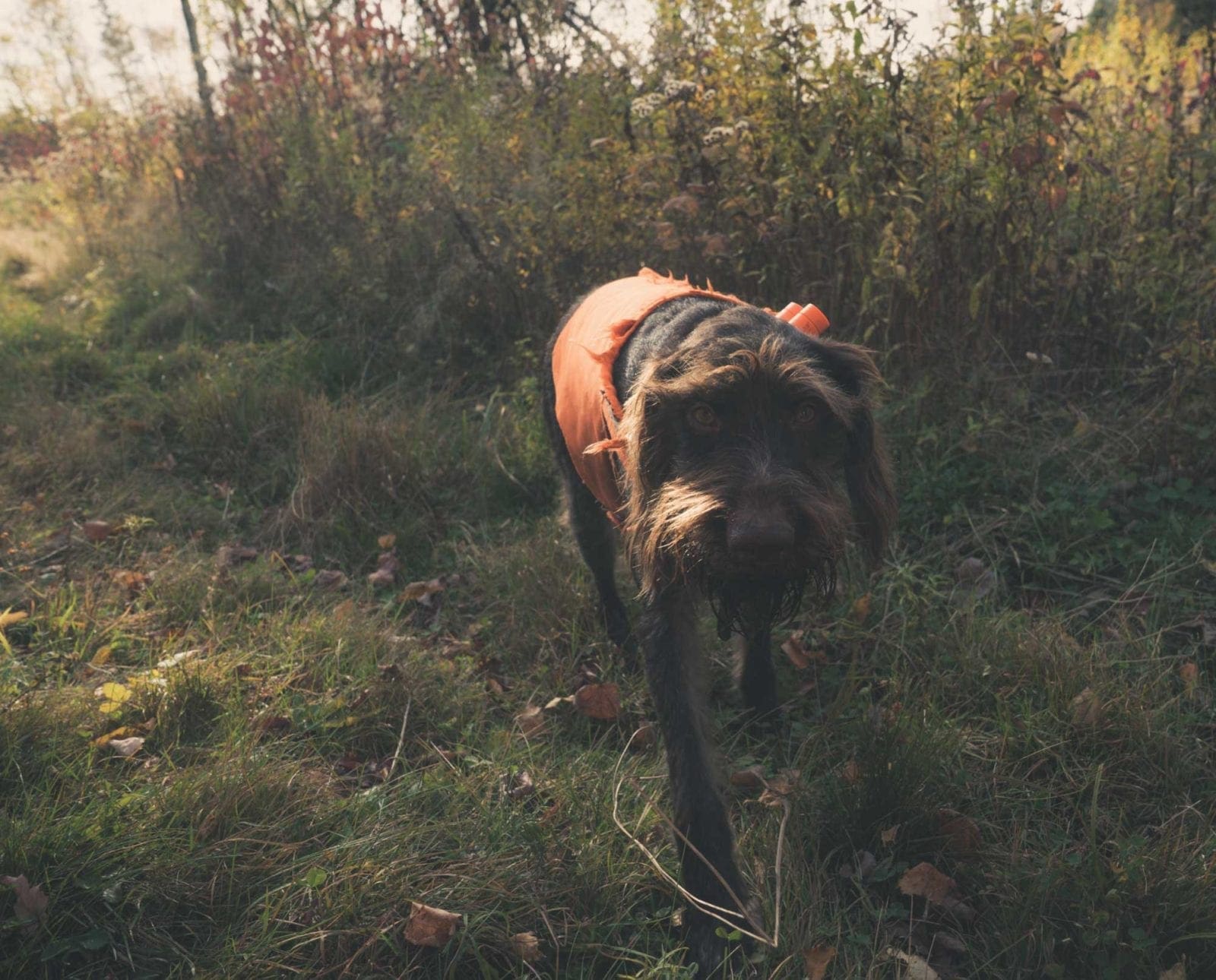 A German wirehaired pointer hunting grouse in New York.