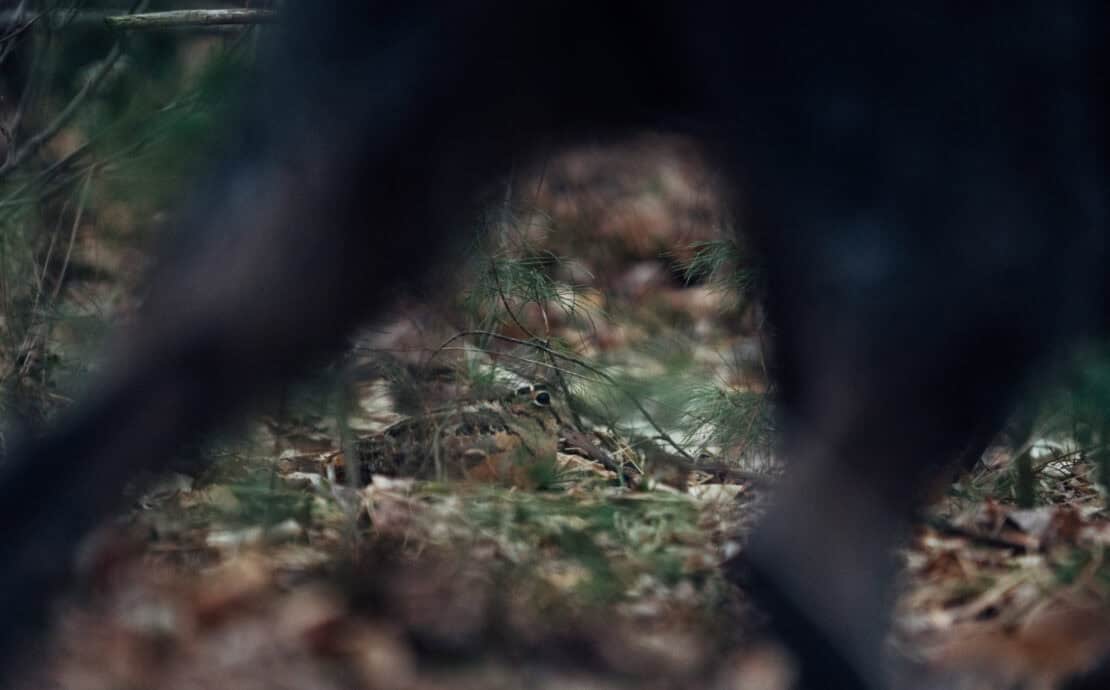 Woodcock being pointed by a dog in woodcock habitat