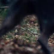 Woodcock being pointed by a dog in woodcock habitat