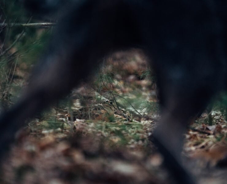 Woodcock being pointed by a dog in woodcock habitat