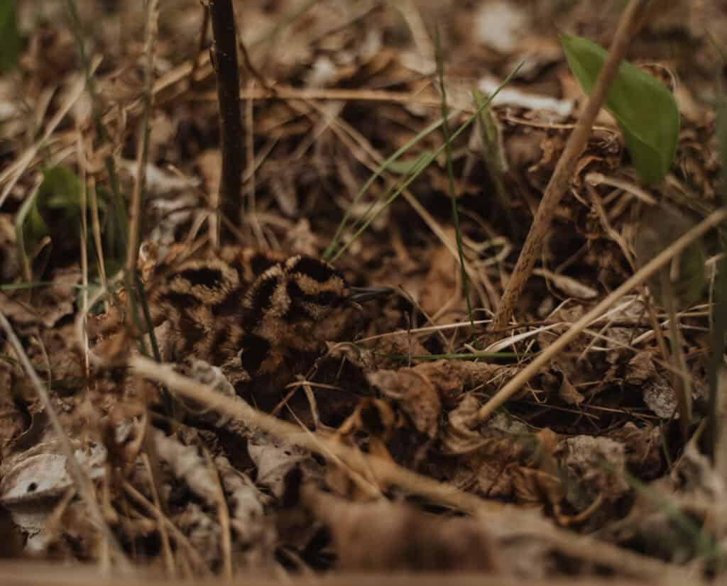 Woodcock chicks in a nest. 