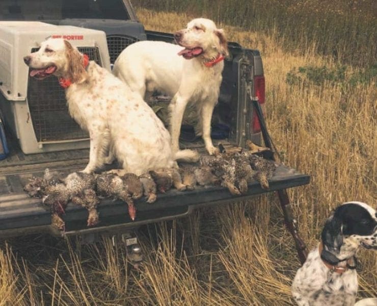 Tyler Webster's bird dogs on a tailgate with sharp=tailed grouse.