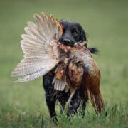 A bird dog retrieves a pheasant while hunting