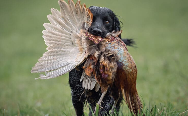 A bird dog retrieves a pheasant while hunting