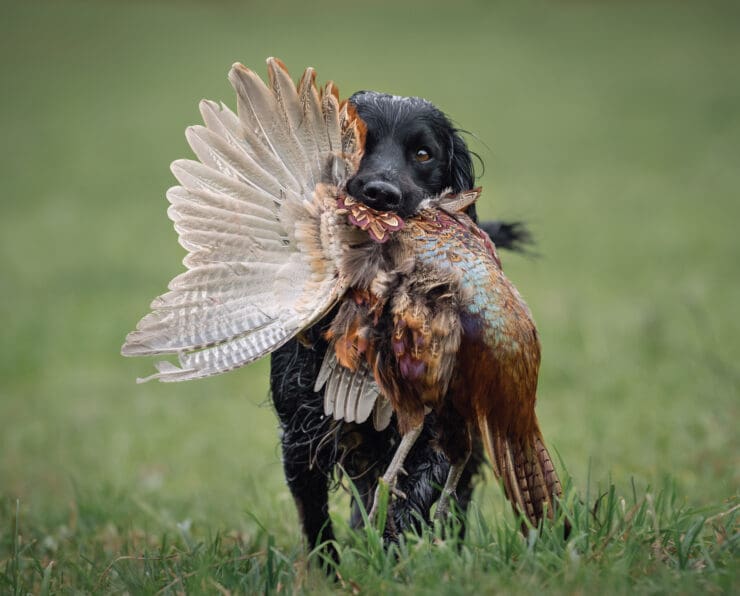 3 Things to Consider When Hunting Pheasant with a Dog