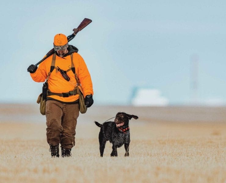 A pheasant hunter walks pheasant habitat with a bird dog.