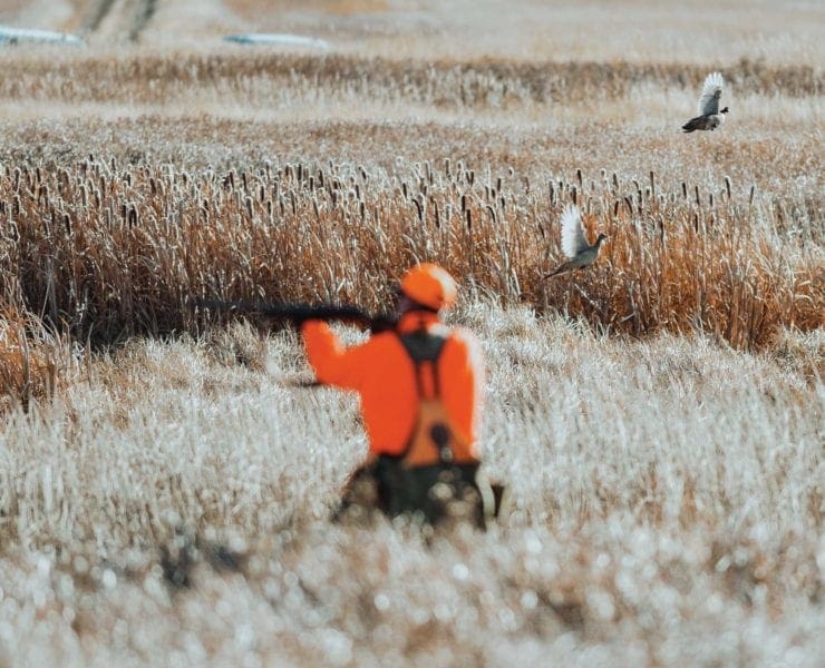 A pheasant hunter shoots at a group of pheasant as they flush