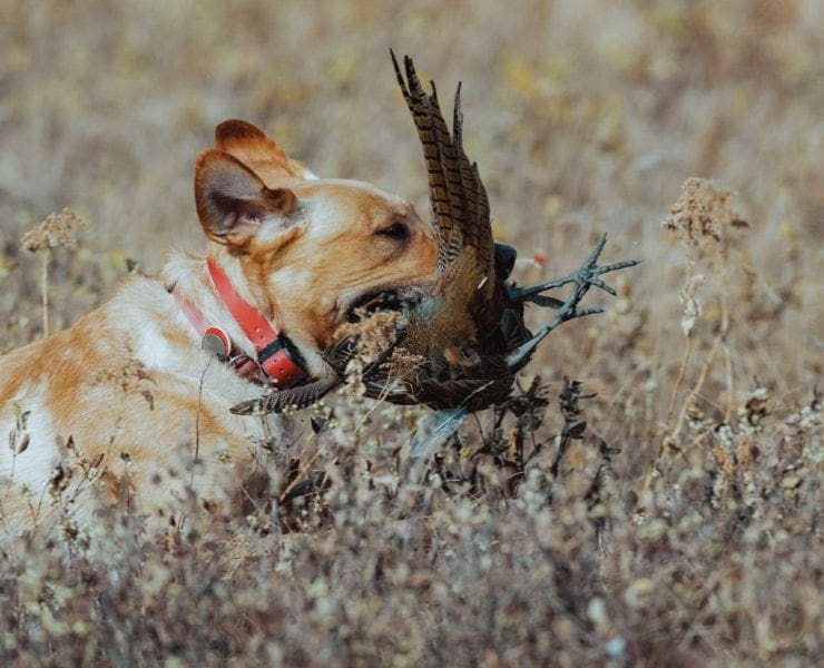 A Labrador retrieves a pheasant in Colorado