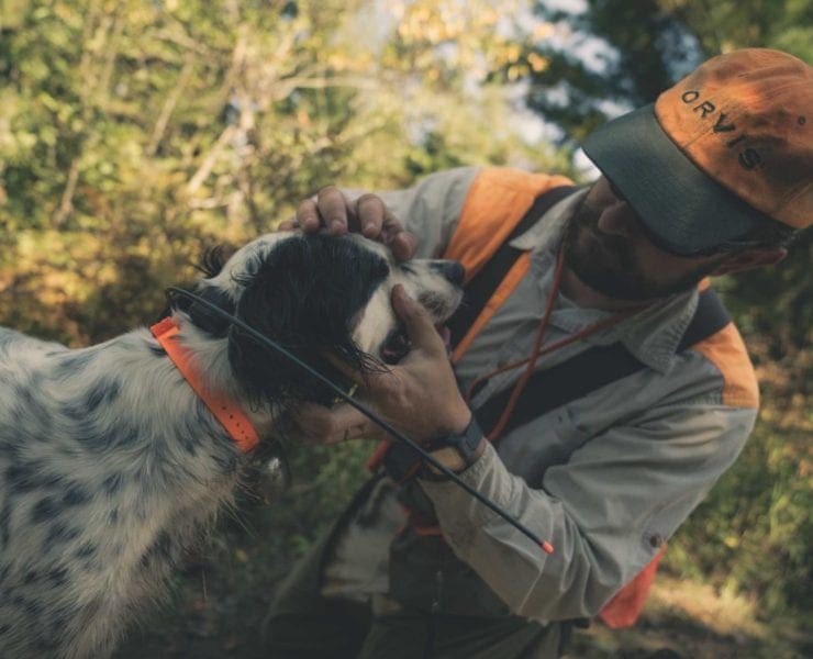 a bird hunter inspects his English setter for injuries after a hunt.