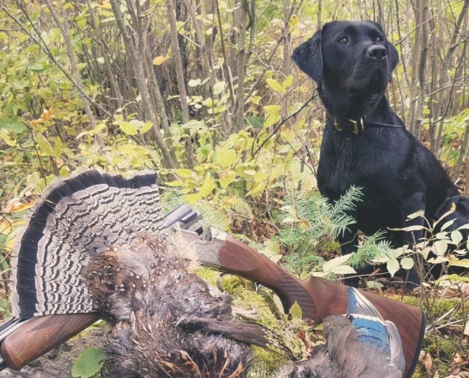 Scott with his Labrador Retriever on a ruffed grouse hunt.