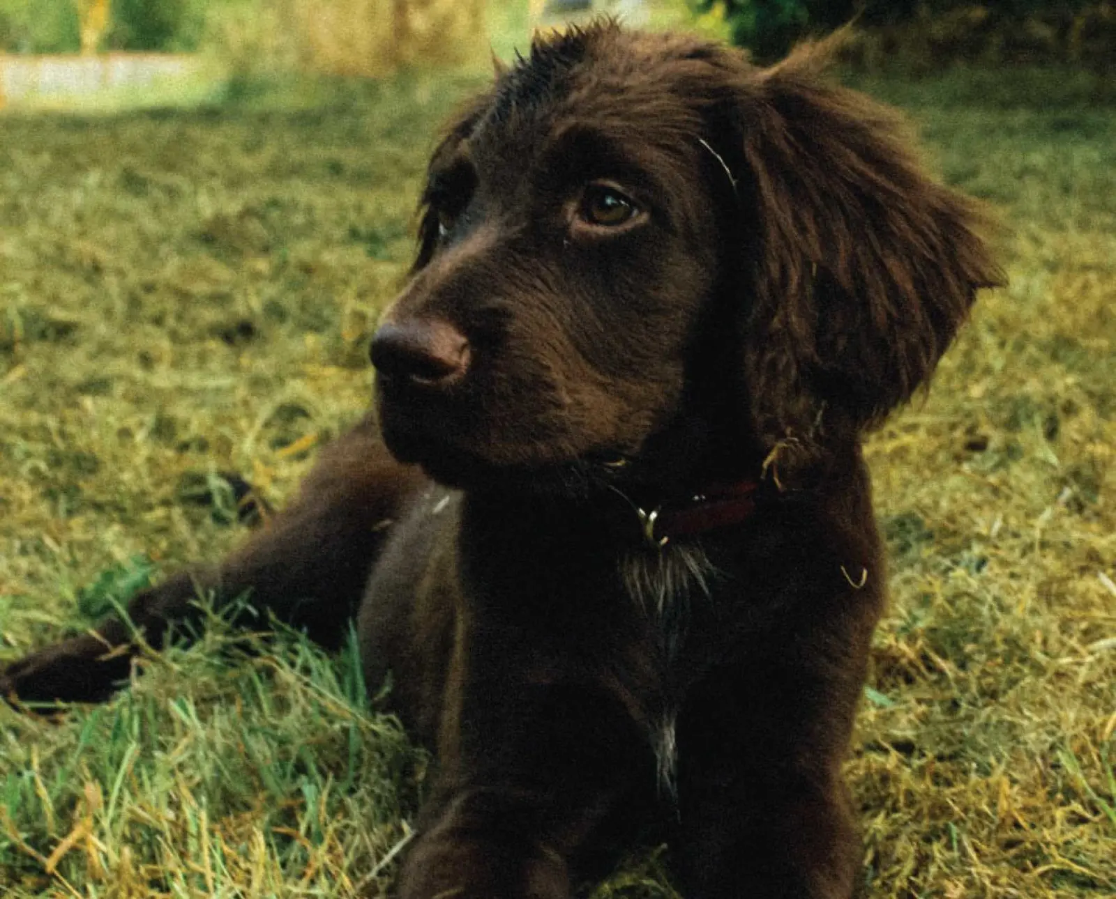 A bird dog puppy laying in the grass.