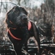 Wirehaired Pointing Griffon stands in the woods