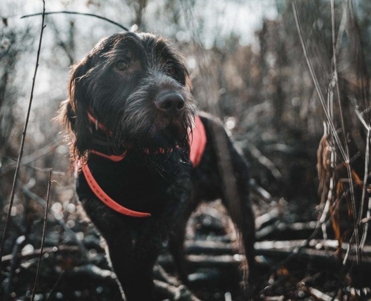 Wirehaired Pointing Griffon stands in the woods