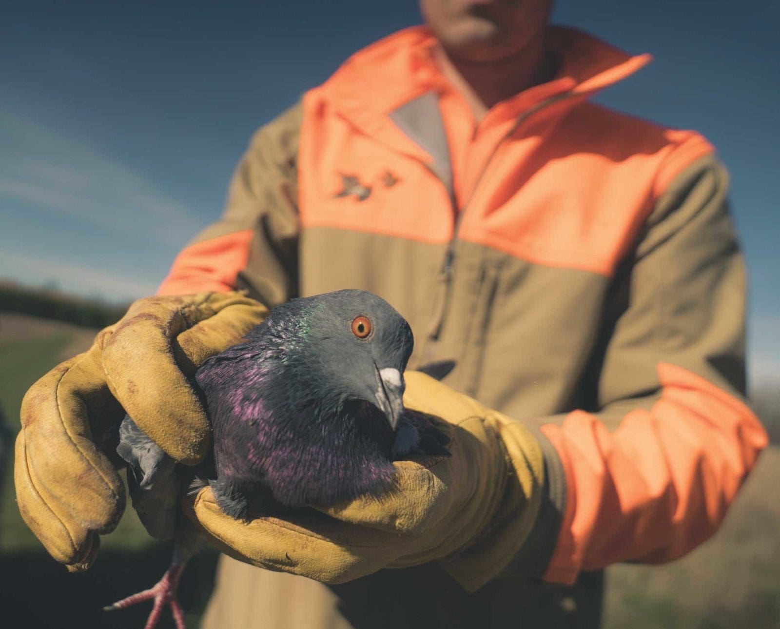 A bird dog trainer holding a training pigeon.