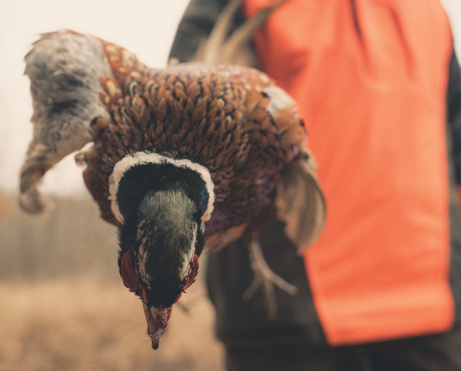 A hunter holds up a rooster while pheasant hunting