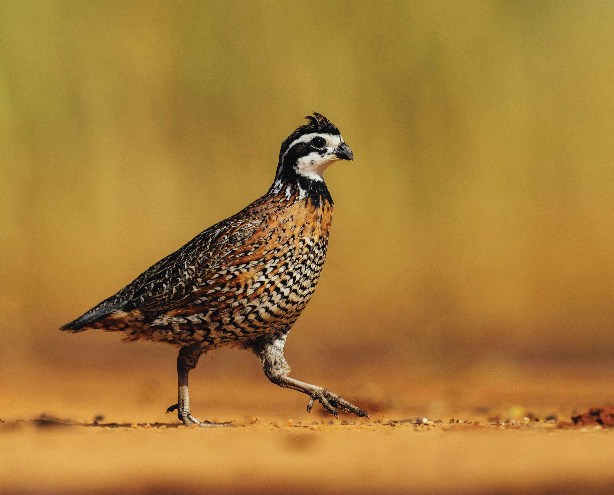 Bobwhite Quail Colinus Virginianus Life History And Biology