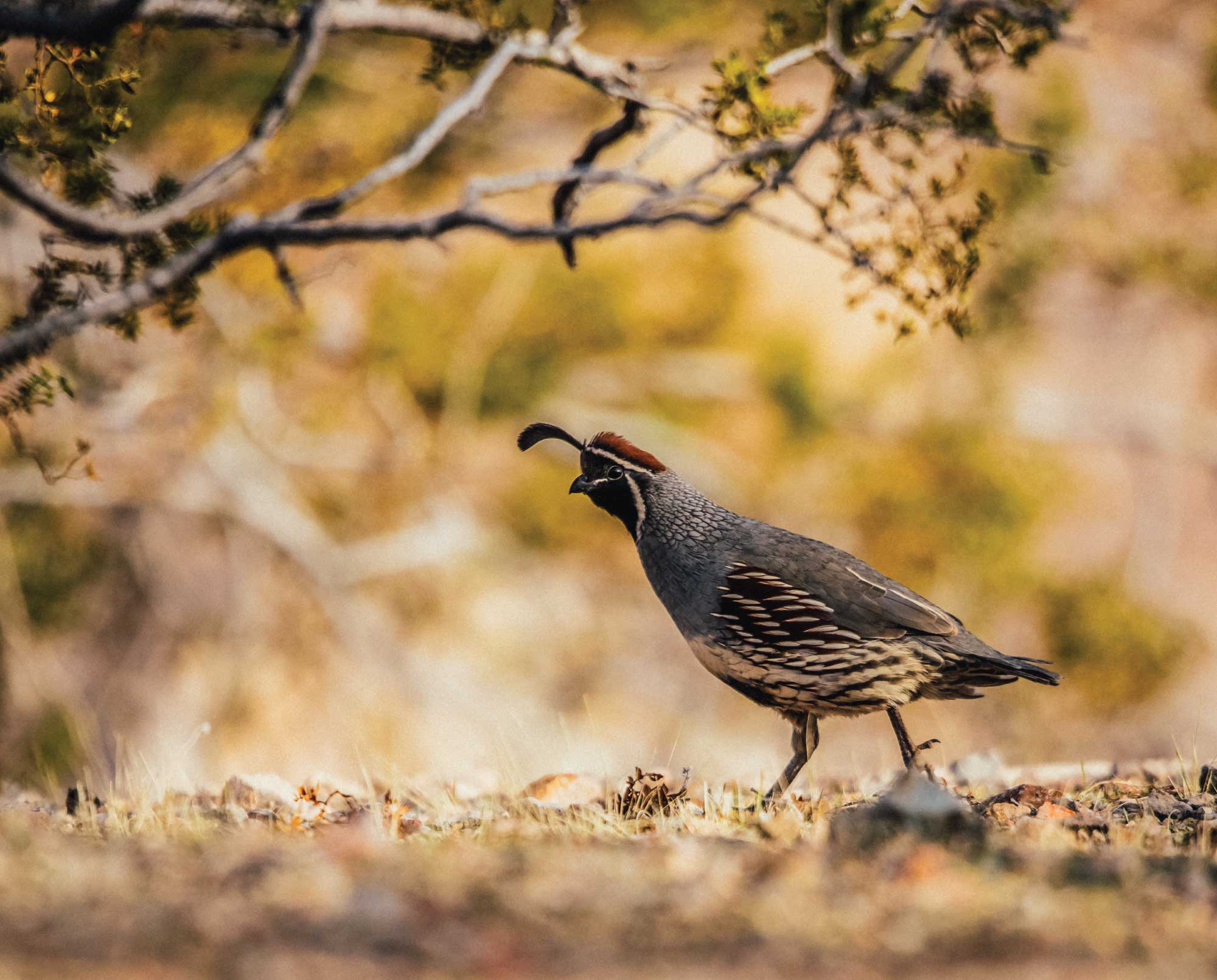 Plumages, Molts, and Structure - Gambel's Quail - Callipepla