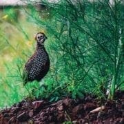 A Male Mearns quail game bird