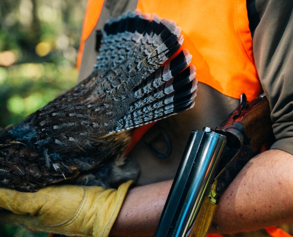 A ruffed grouse taken on a Minnesota hunt. 